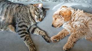 Wie Katzen und Hunde schlafen, sagt viel über deren Stimmung und Wesen aus. Welche Schlafposition nimmt ihr Tier ein? - Foto: iStock / Spiderplay
