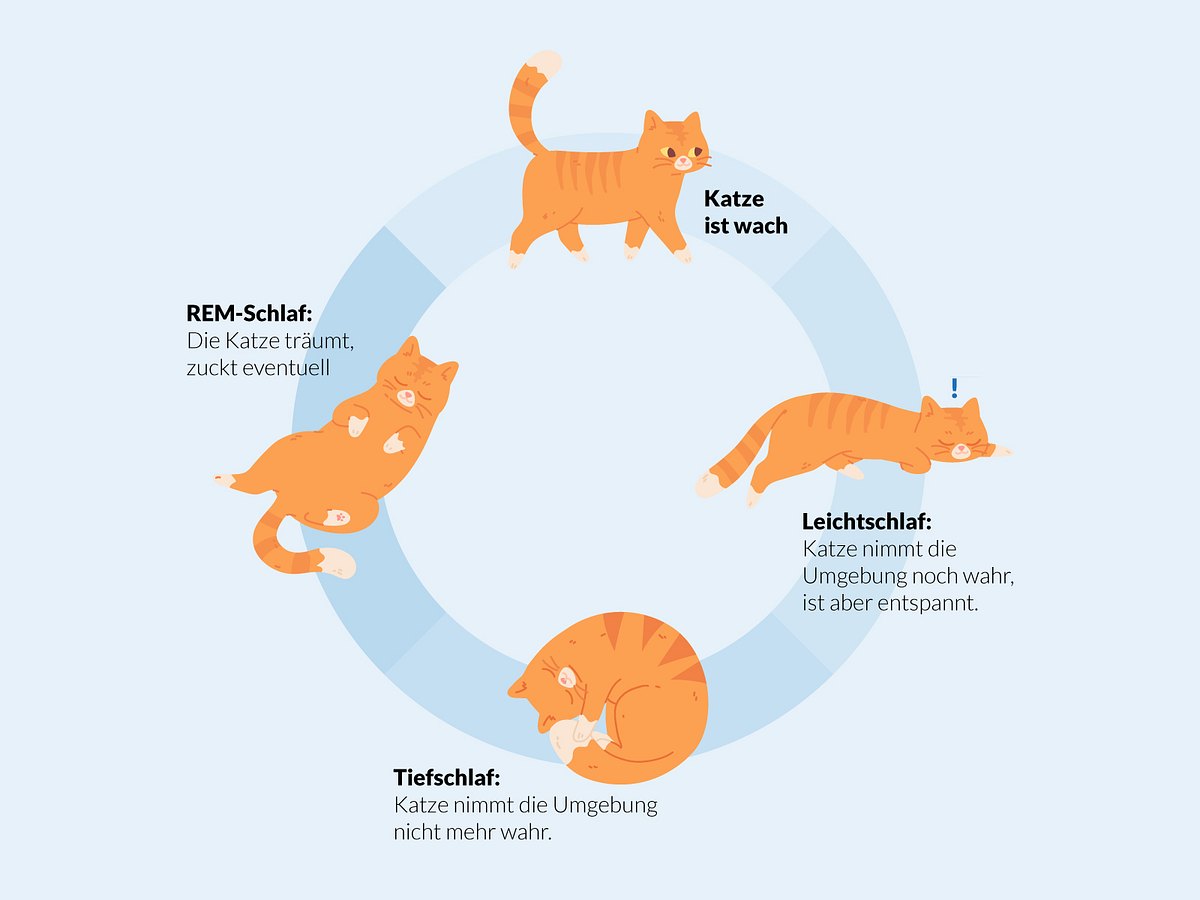 Abbildung der Schlafzyklen der Katze: Leichtschlaf, Tiefschlaf (zusammen ca 20 Min), REM-Schlaf (5 min)