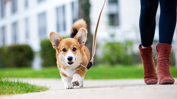 Schleppleine - Foto: iStock / fotografixx