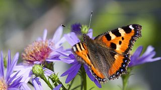 Ein Garten für Schmetterlinge - Foto: AYImages/ iStock