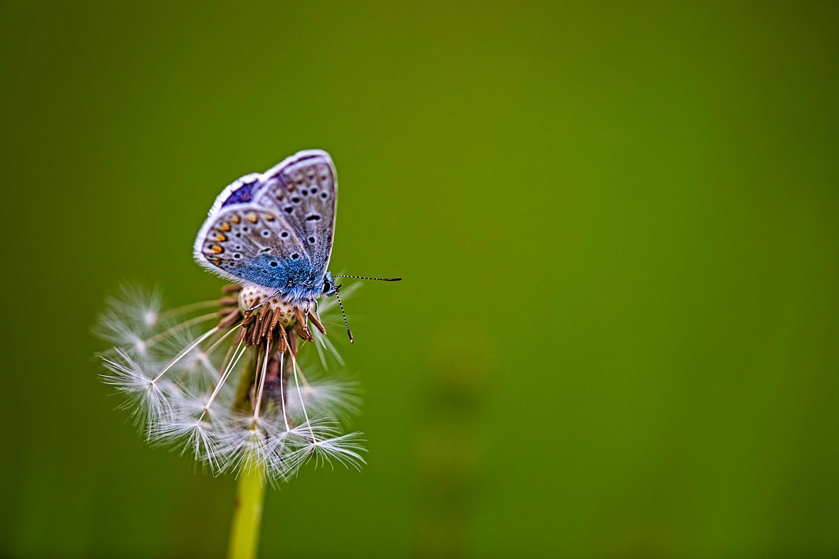 Ein Schmetterling sitzt auf einer Pusteblume. 