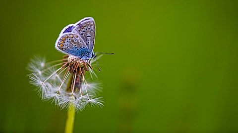 Ein Schmetterling sitzt auf einer Pusteblume.  - Foto: Anneliese Gruenwald-Maerkl / iStock