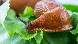 Schnecken im Garten: Das hilft gegen den Befall - Foto: erwo1/ iStock