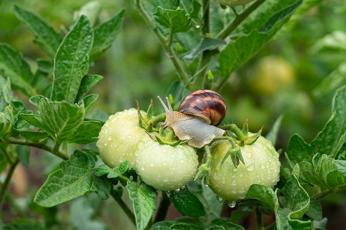 Schnecke auf Tomatenpflanze