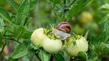 Schnecke auf Tomatenpflanze - Foto: iStock/Dmitriy Sidor