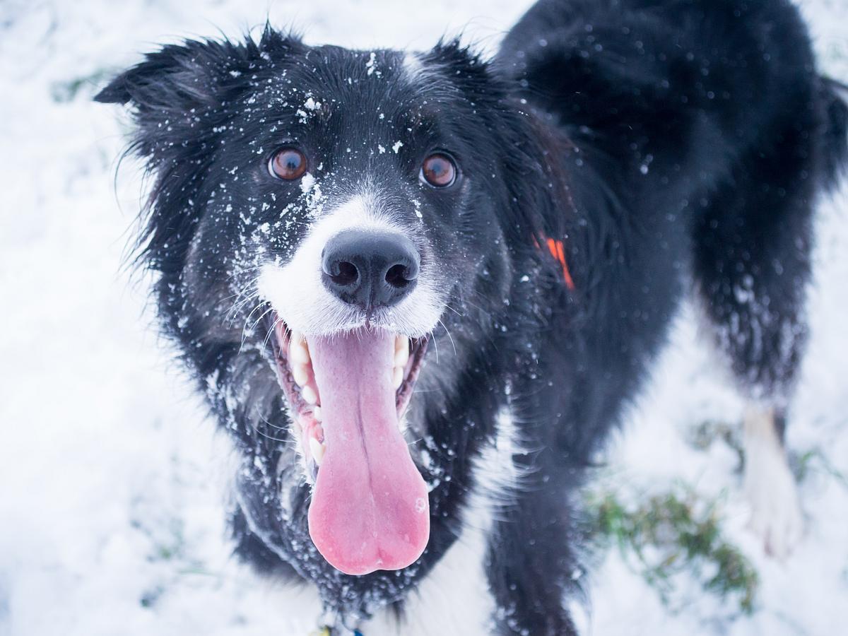 Ein schwarzer Hund im Schnee hechelt