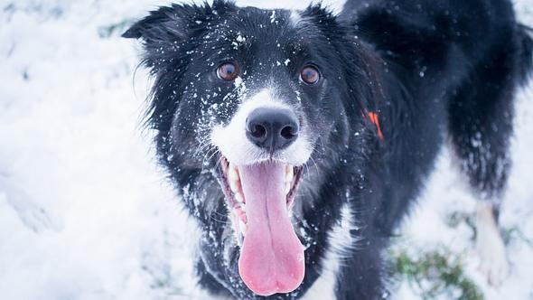 Ein schwarzer Hund im Schnee hechelt - Foto: Lhanna Frost / iStock