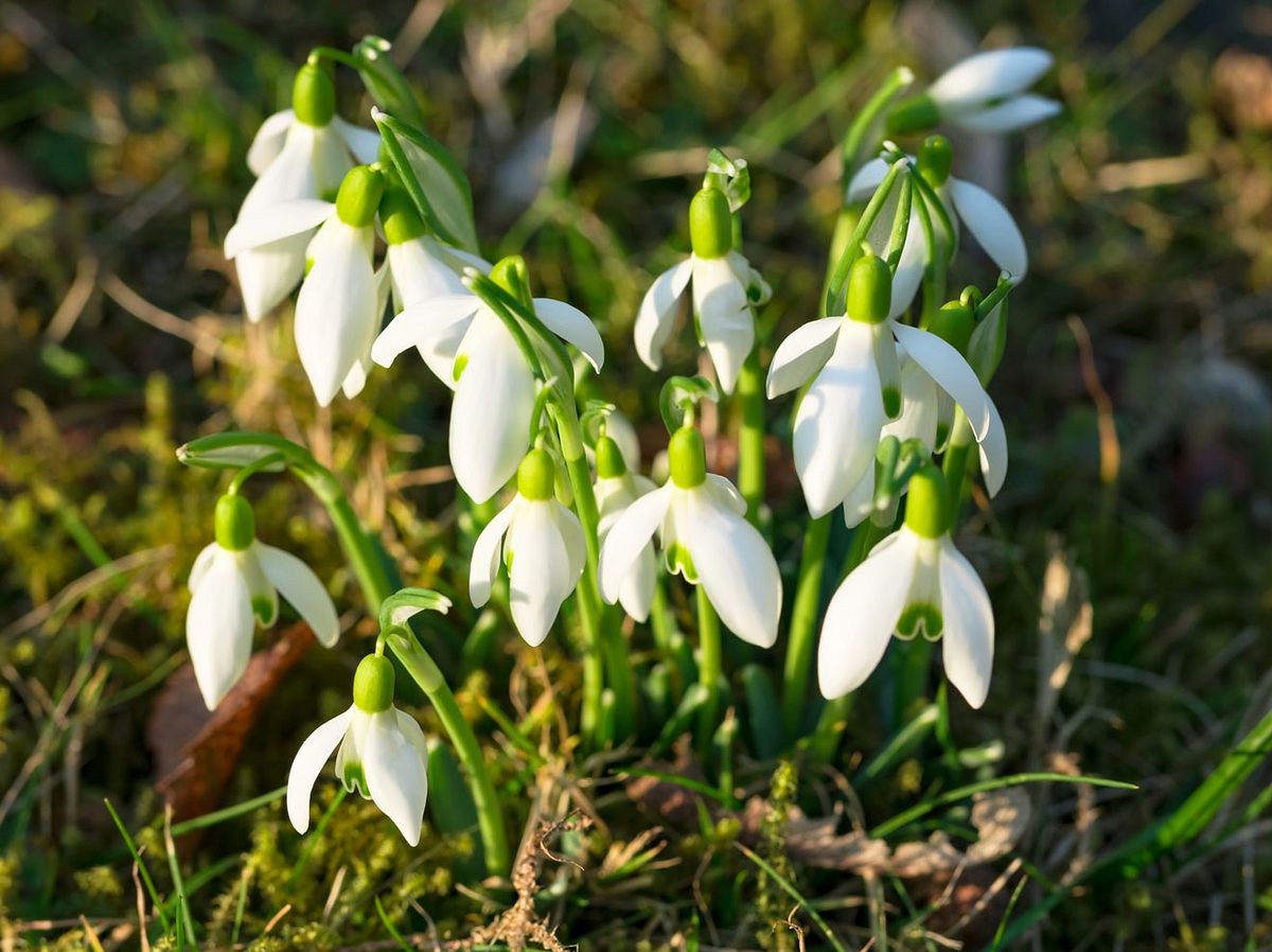 Frühlingsblume Schneeglöckchen