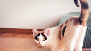 Schwanzhaltung Katze  - Foto: istock/debibishop