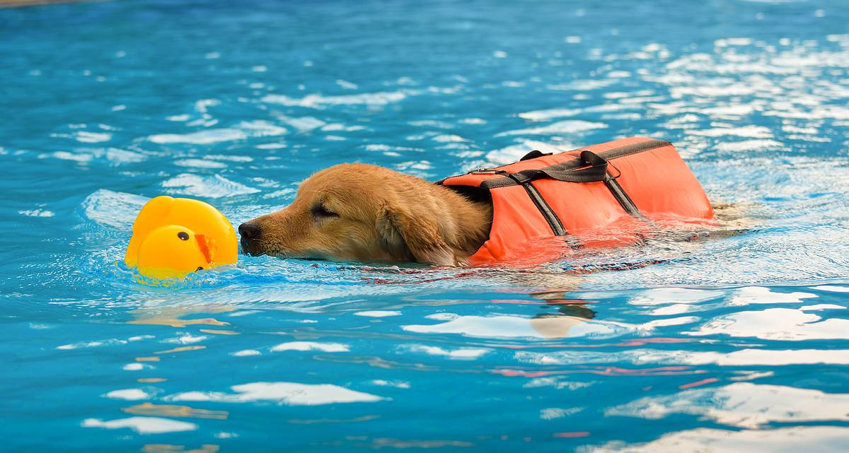 Golden Retriever trägt Schwimmweste für den Hund