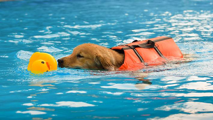 Golden Retriever tragägt Schwimmweste für den Hund - Foto: iStock/danaibe12