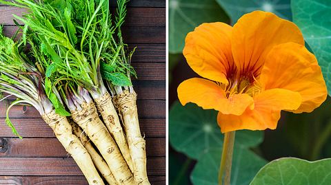 Die Senföle in Meerrettich und Kapuzinerkresse haben eine heilende Wirkung. - Foto: Nataliia Mysak / blightylad-infocus / iStock