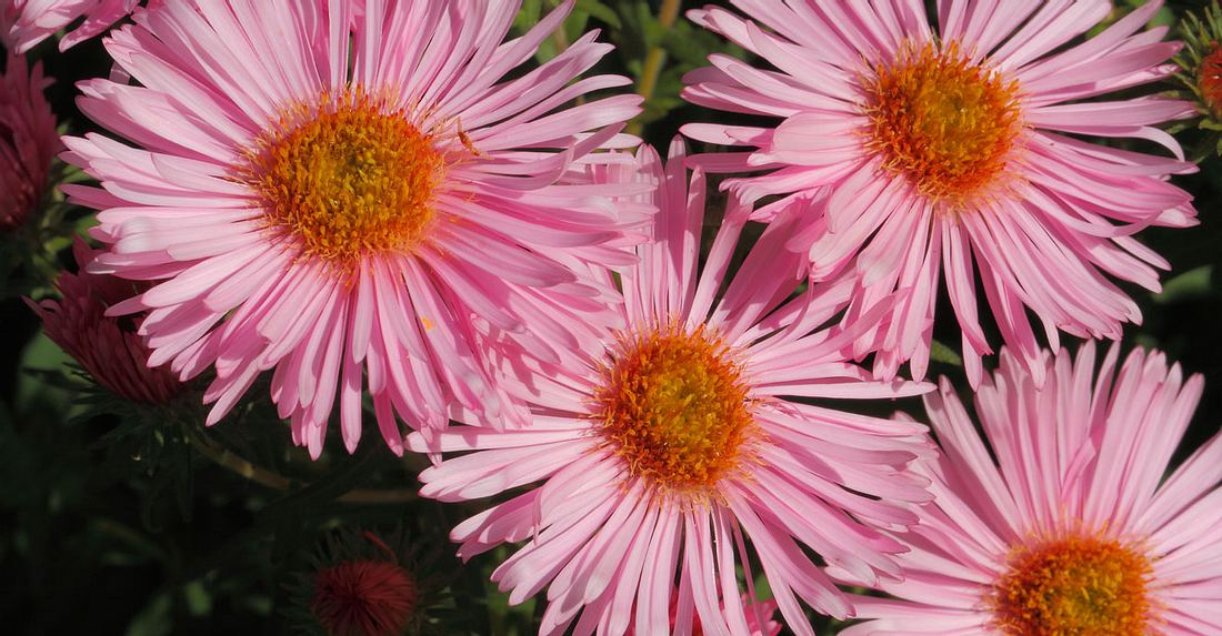 September hat die Geburtsblume Astern. September hat die Geburtsblume Astern.