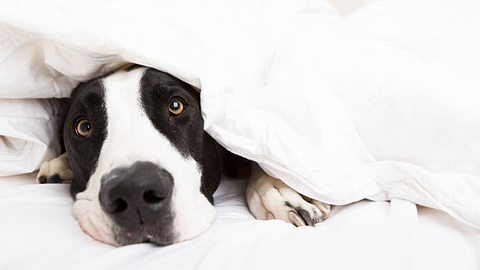 Ängstlicher Hund unter Decke