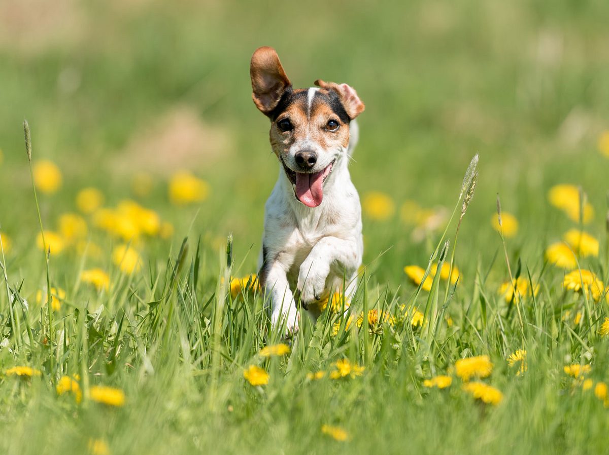 Ein Hund genießt den Sommer.