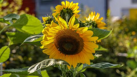 Sonnenblumen im Garten.  - Foto: Leo Malsam / iStock