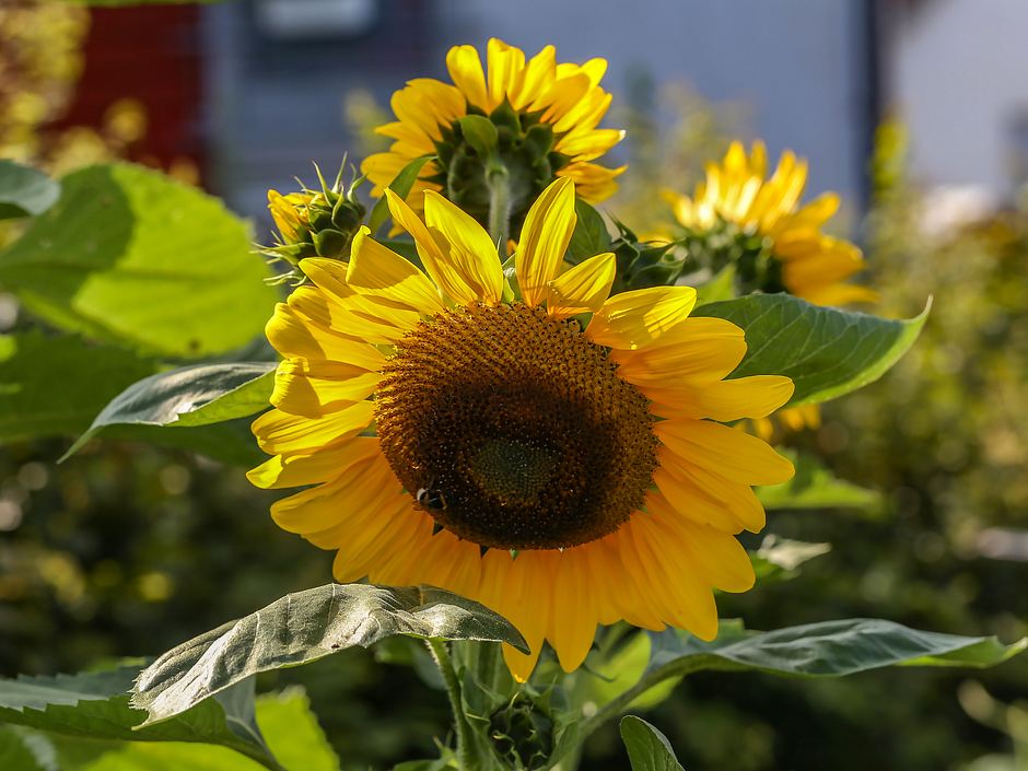 Sonnenblumen Richtig S En Vorziehen Und Pflegen Liebenswert Magazin