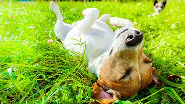 Ein kleiner Hund genießt Sonnenstrahlen auf dem Bauch. - Foto: damedeeso / iStock