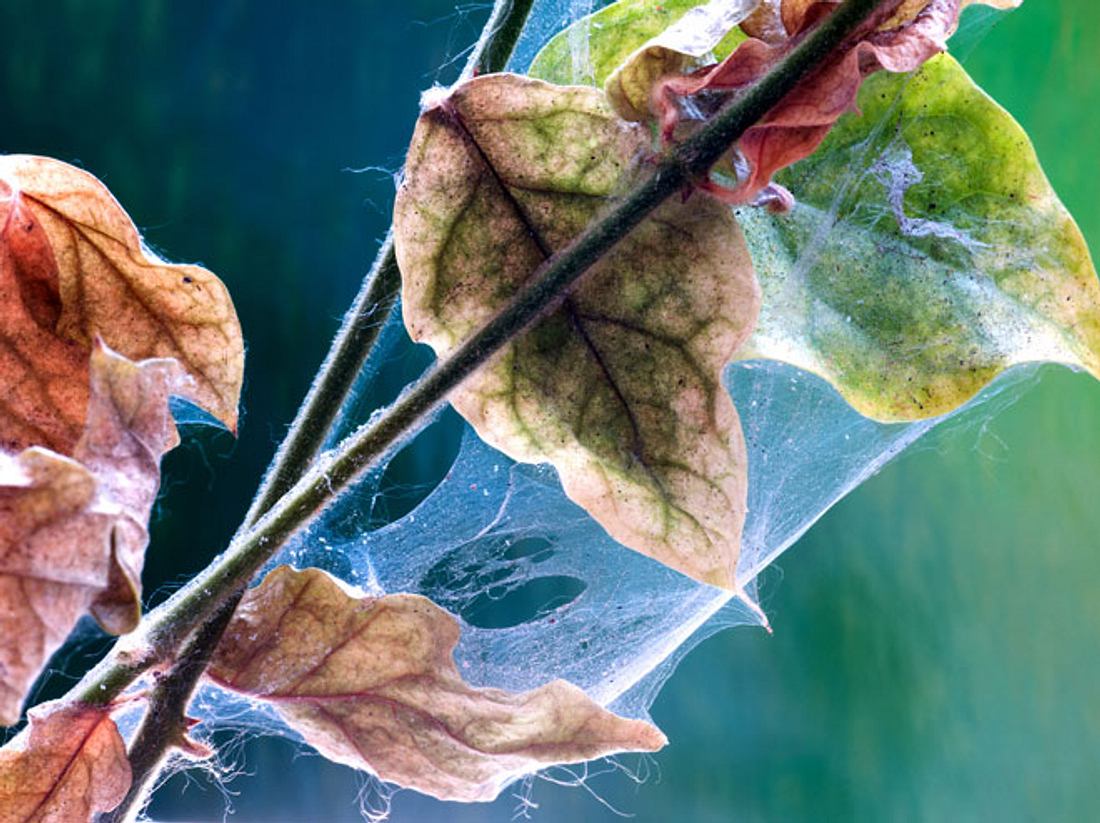 Spinnmilben: 6 Fragen zum Pflanzenschädling 