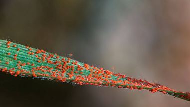 Spinnmilben bekämpfen  - Foto: IMAGO / Mario Plechaty Photography