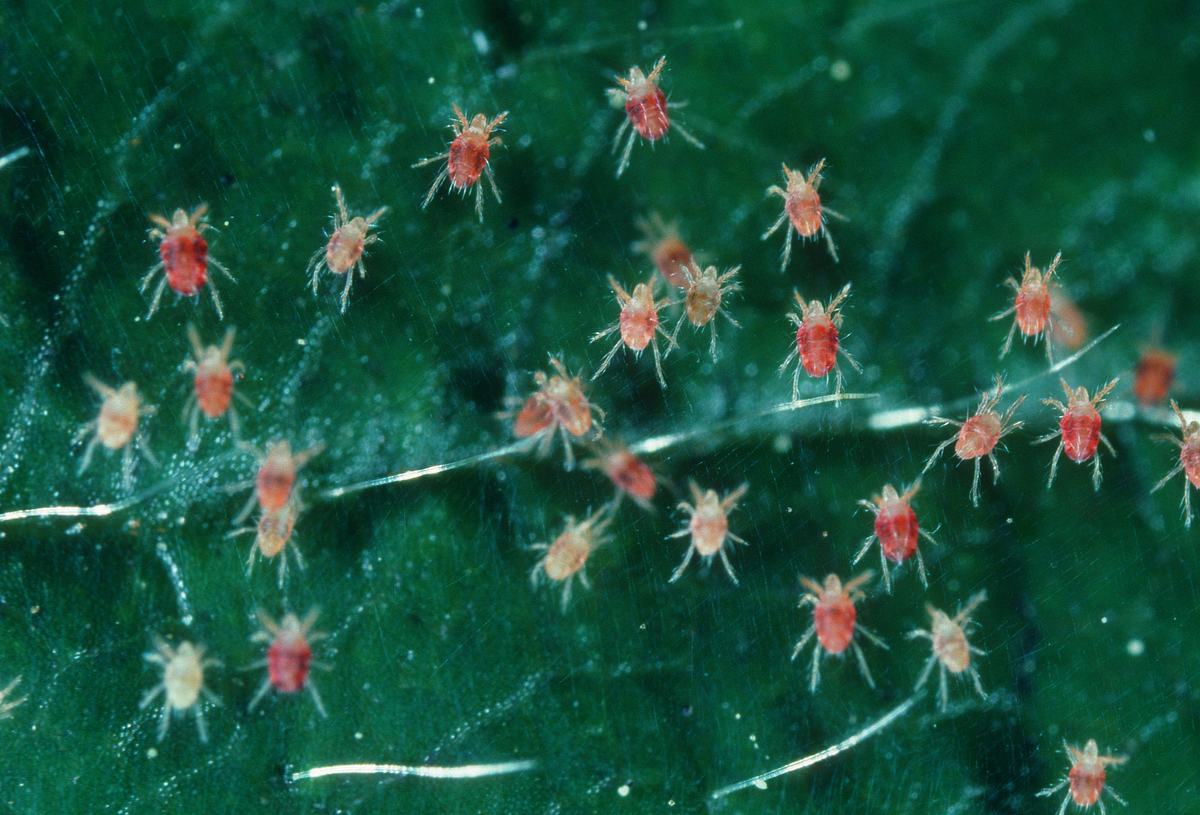 Spinnmilben bekämpfen rote Spinnmilbe