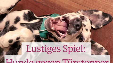 Warum Hunde keine Türstopper mögen