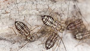 Drei Staubläuse (Psocoptera) in Nahaufnahme - Foto: Henrik_L/iStockphoto