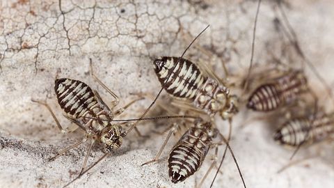 Drei Staubläuse (Psocoptera) in Nahaufnahme - Foto: Henrik_L/iStockphoto