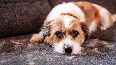 Hund mit Tierhaaren auf der Couch, hier braucht man einen straken Staubsauger für Tierhaare - Foto: istock/ Sonja Rachbauer