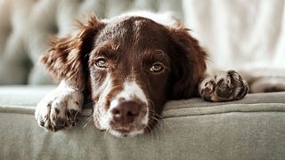 Staupe ist als Hundekrankheit bekannt. - Foto: gradyreese / iStock 