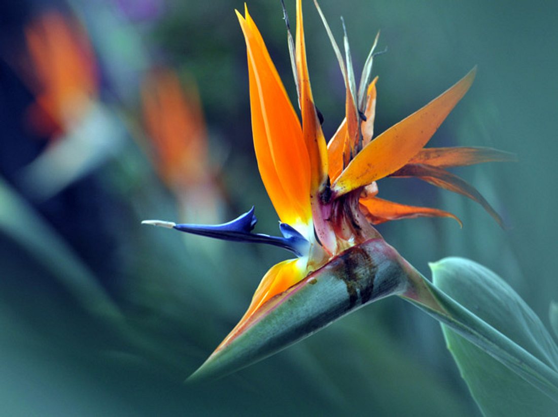 Die Strelitzie sieht aus wie ein Vogel, der auf einer Blüte Platz nimmt. Die Strelitzie sieht aus wie ein Vogel.