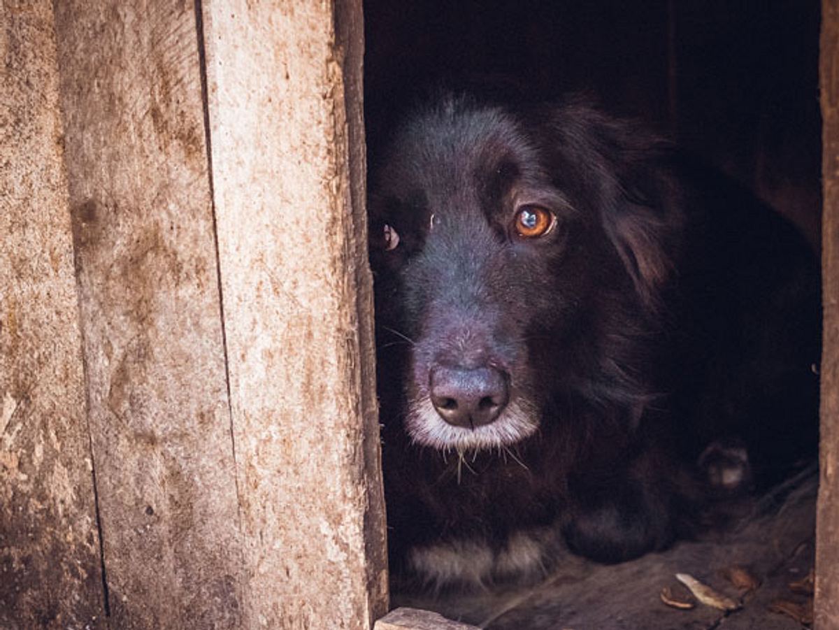 Unter der Kältewelle in der Türkei leiden auch herrenlose Hunde. 