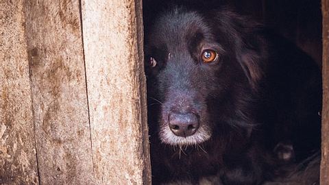 Unter der Kältewelle in der Türkei leiden auch herrenlose Hunde.  - Foto: Konoplytska / iStock