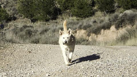 Retter in der Not: Hund findet ein ausgesetztes Baby  - Foto: fotocelia / iStock