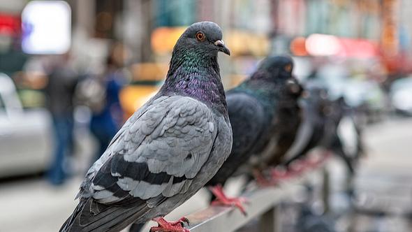 Mehrere Tauben sitzen auf einem Geländer. - Foto: iStock / TerryJ