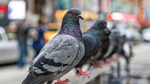 Mehrere Tauben sitzen auf einem Geländer. - Foto: iStock / TerryJ