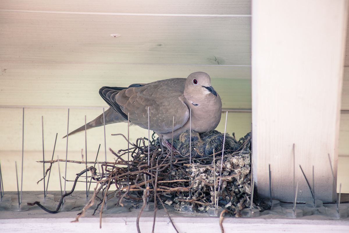 Eine Türkentaube wärmt ihre Küken in einem Nest, das sie zwischen Taubenabwehr-Spikes errichtet hat.