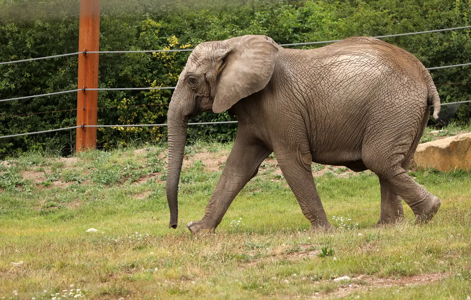 Afrikanische Elefantenbabys spielen