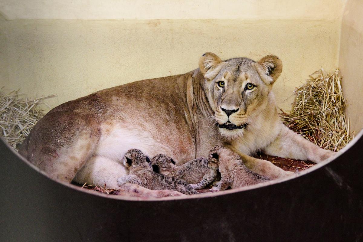 Löwin Bastet im Thüringer Zoopark Erfurt hat drei Babys zur Welt gebracht.