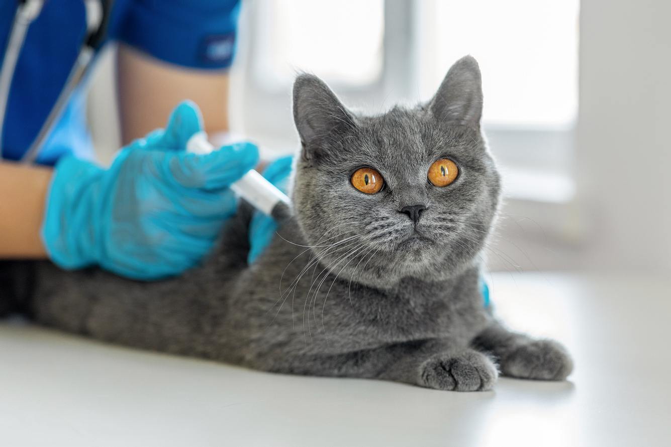 Katze wird vom Tierarzt geimpft.
