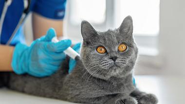 Katze wird vom Tierarzt geimpft. - Foto: bymuratdeniz / iStock