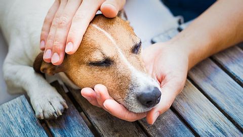 Wenn das geliebte Haustier geht, stehen die Tierbestatter Sibylle und Jürgen Schnell mit Rat und Tat zur Seite.  - Foto: damedeeso / iStock