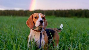 Tierbestattung: Was sie wissen sollten, wenn das geliebte Tier über die Regenbogenbrücke geht - Foto: androsov58 / iStock