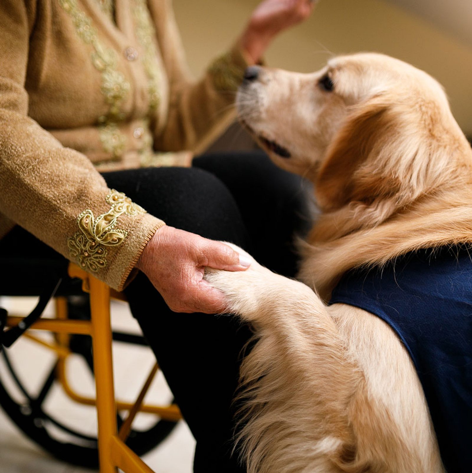 Welche Tiere eignen sich für die tiergestützte Therapie?