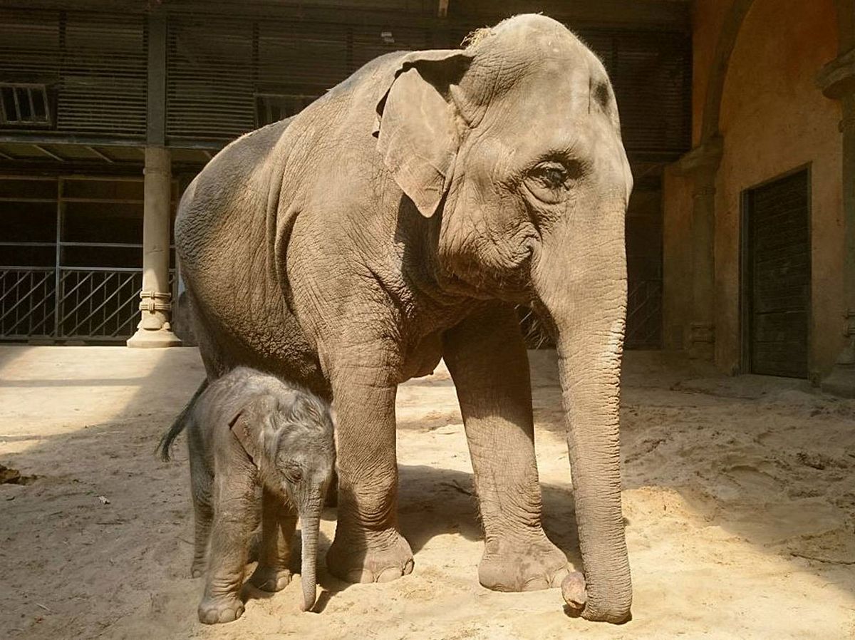 Mama Shila mit ihrem Elefantenbaby Brausepaule.