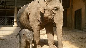 Mama Shila mit ihrem Elefantenbaby Brausepaule. - Foto: © Hagenbeck