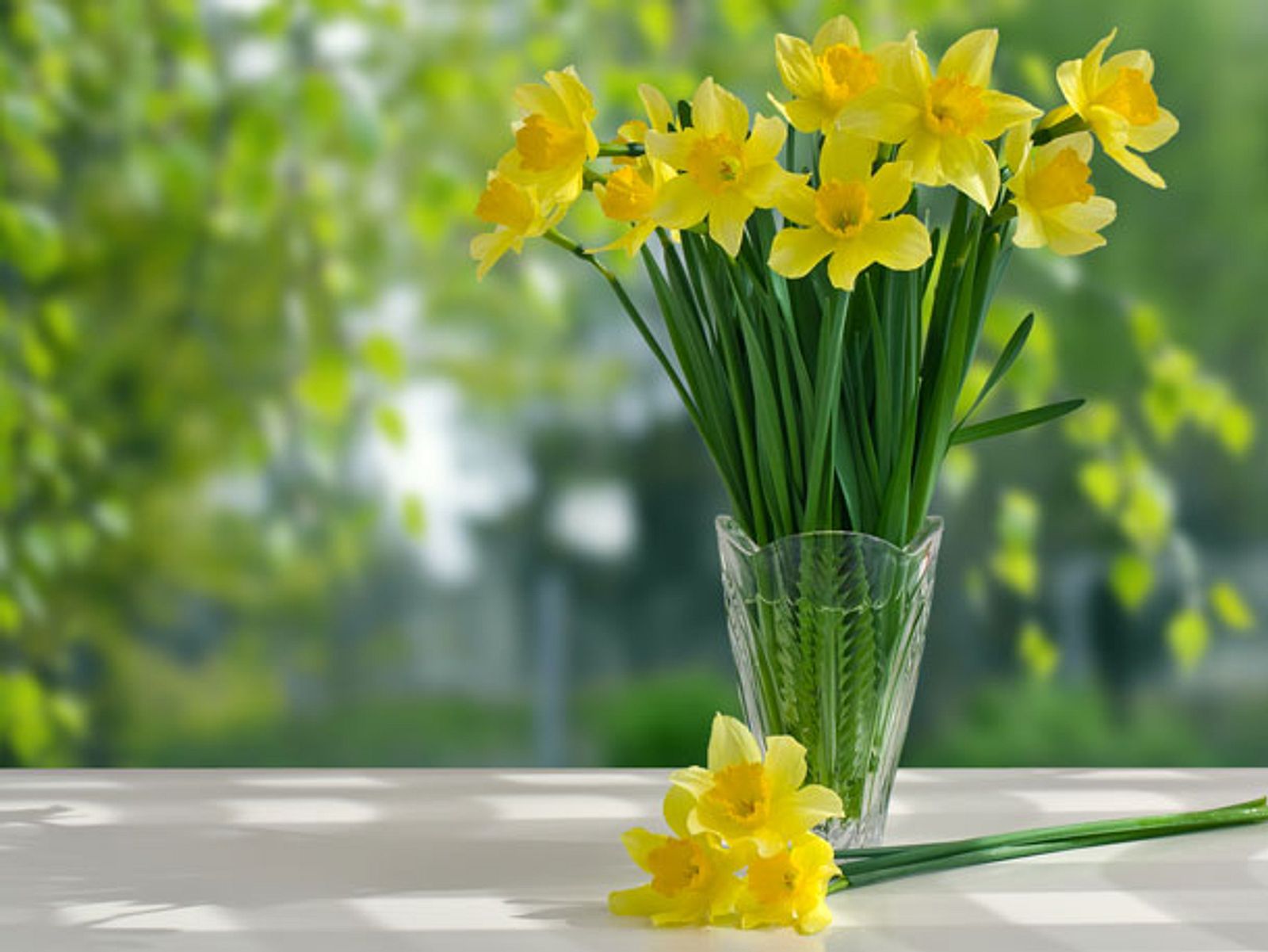 40++ Sprueche ueber blumen , Narzissen 10 giftige Frühlingsblumen für Haustiere Liebenswert Magazin