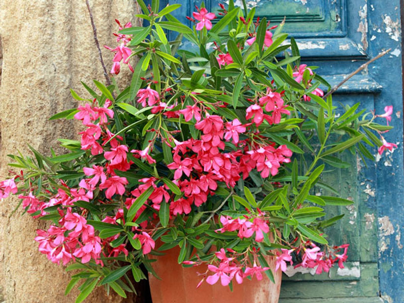 Oleander | 10 giftige Frühlingsblumen für Haustiere | Liebenswert Magazin