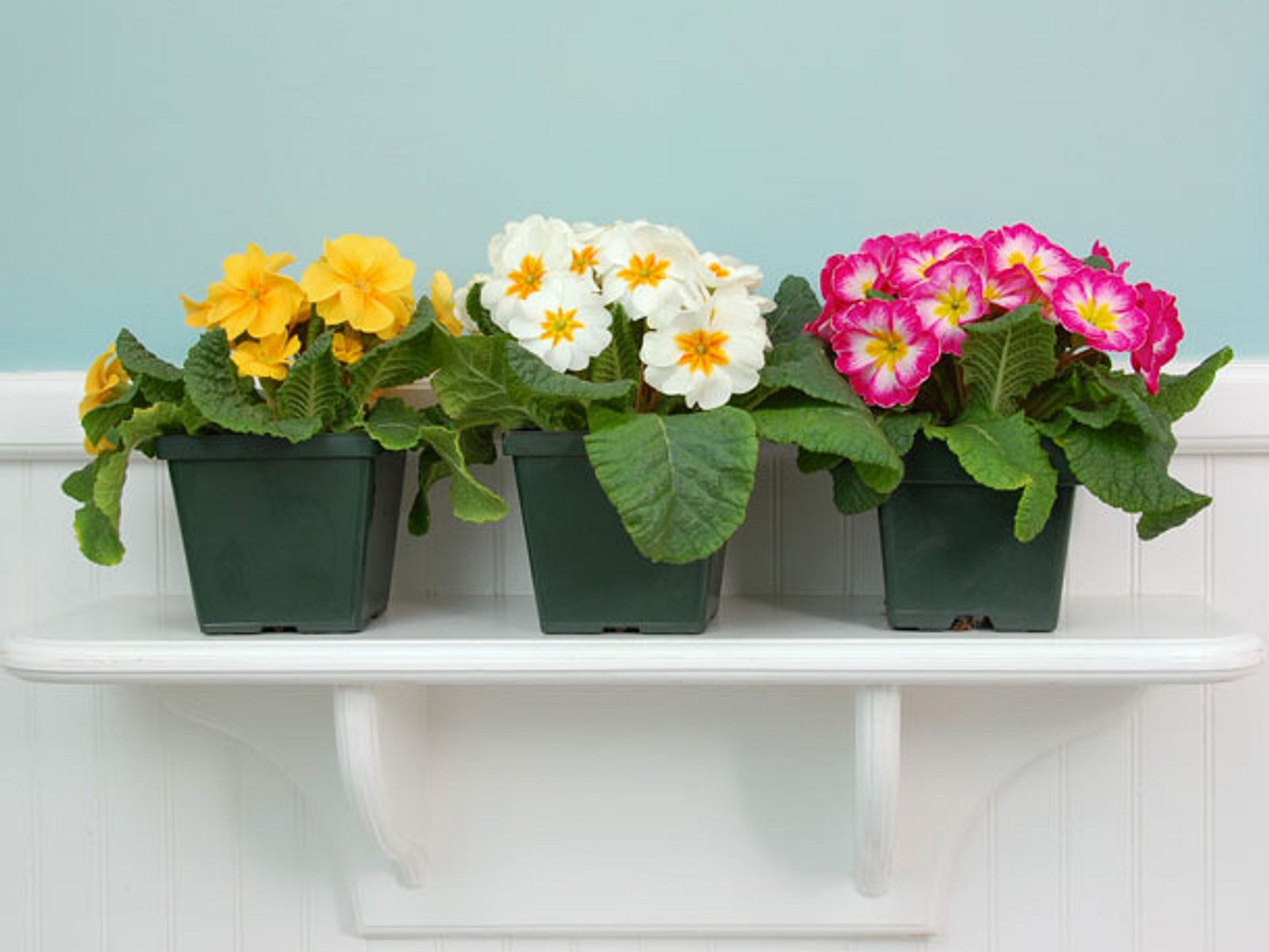 Primeln 10 giftige Frühlingsblumen für Haustiere Liebenswert Magazin