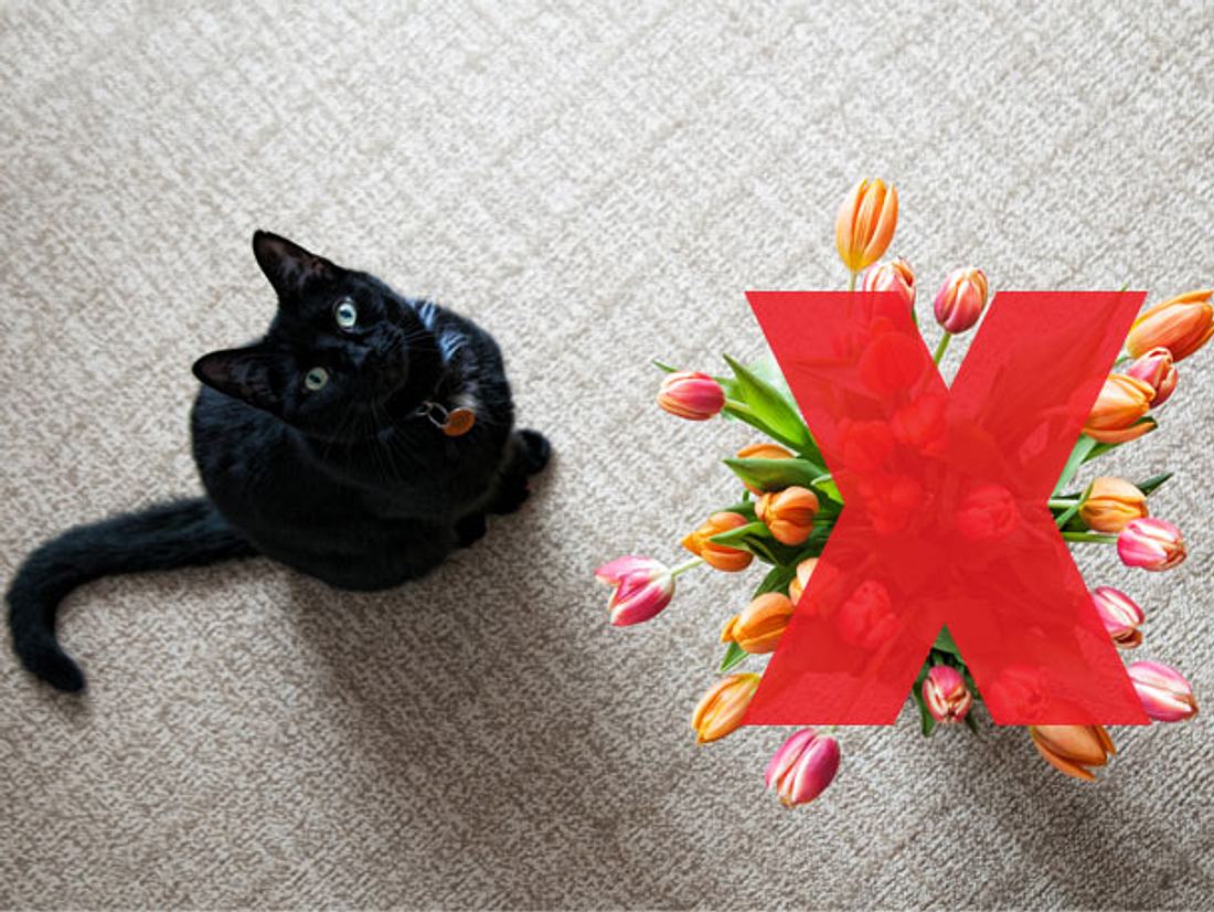 10 giftige Frühlingsblumen für Haustiere